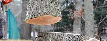 Best Tree Trimming and Pruning  in Spencer, OK