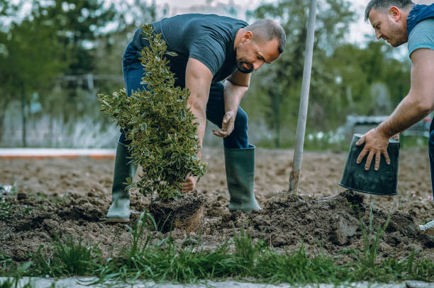 Best Tree Disease Treatment  in Spencer, OK